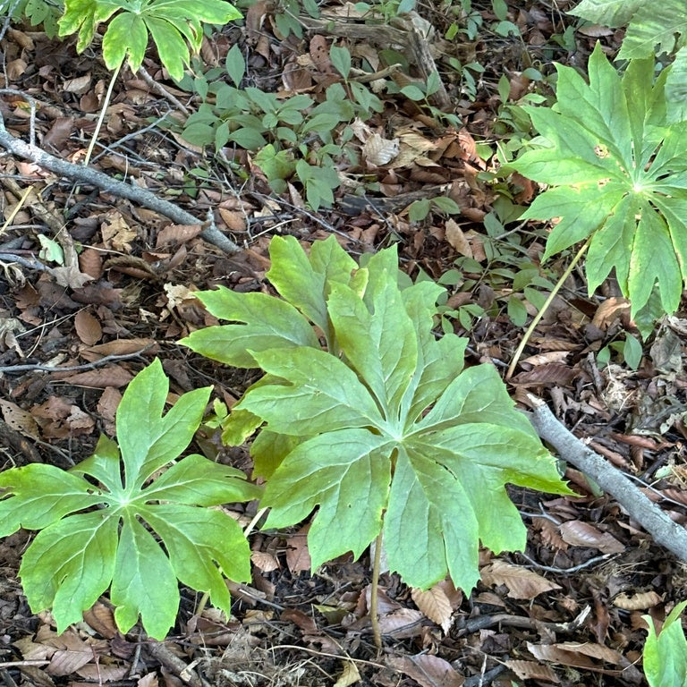 Mayapple