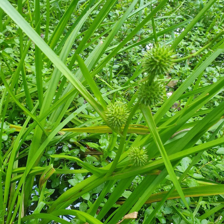 American Bur Reed