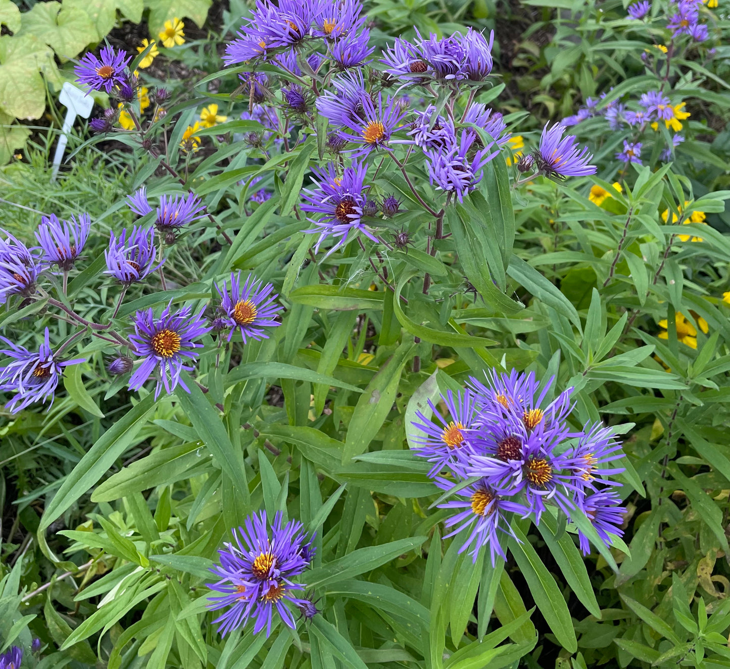 New England Aster